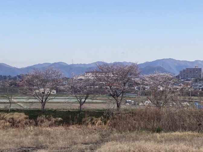 河原の桜