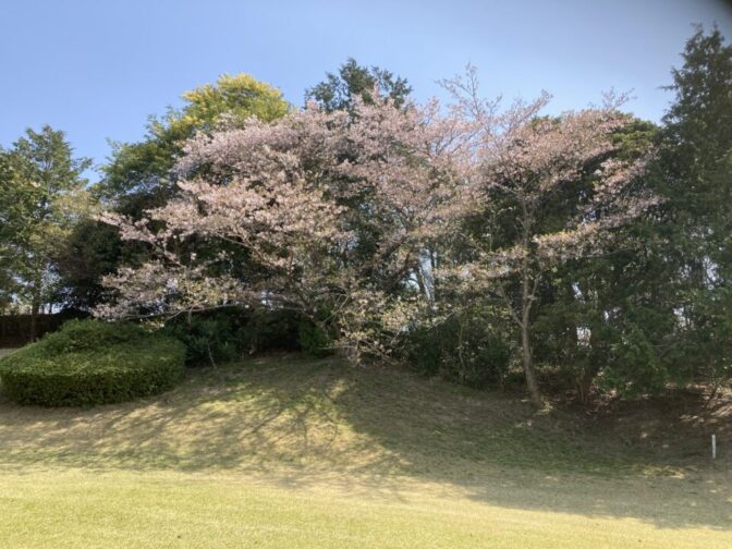 桜